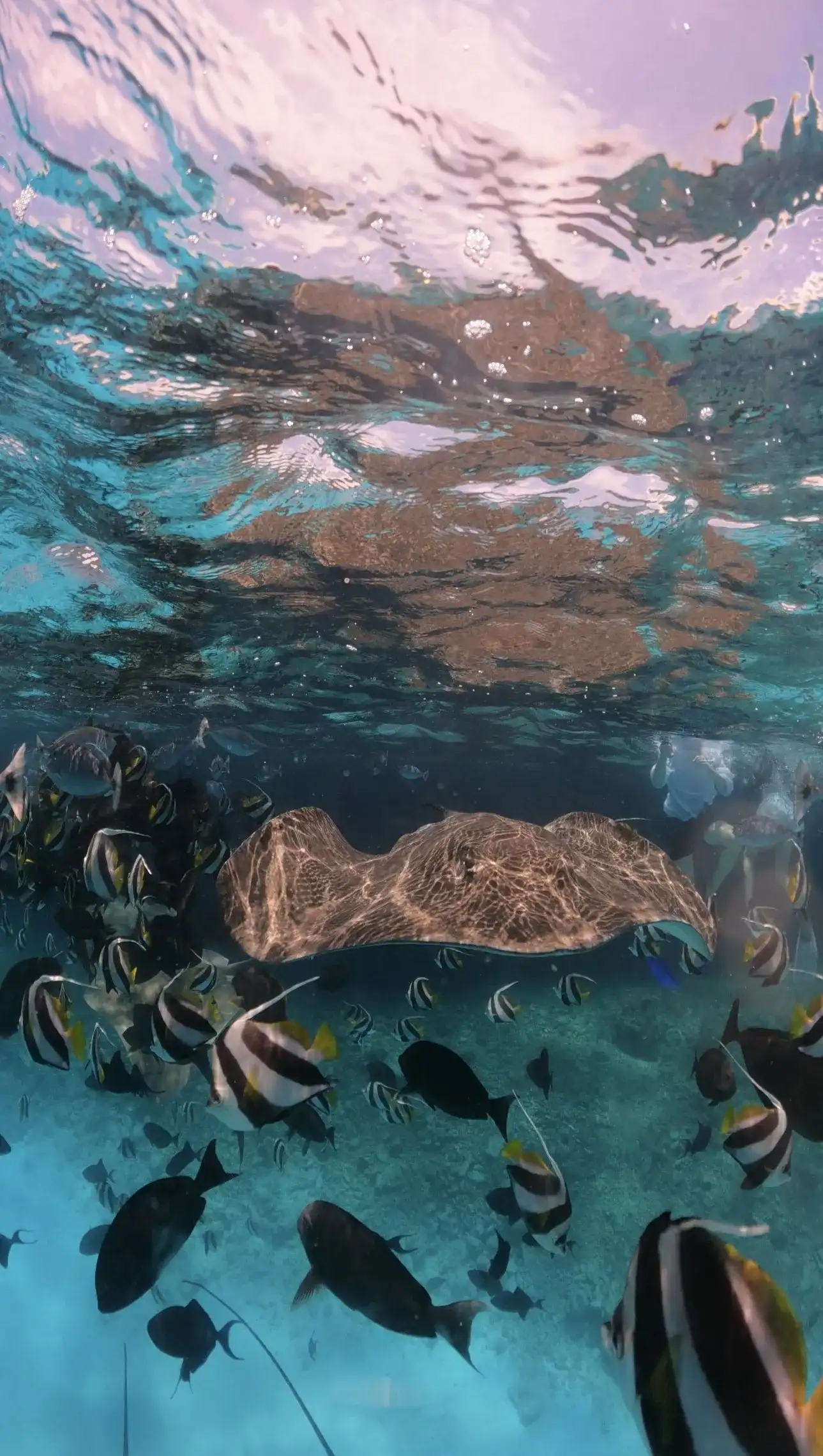 Stingray gliding through a school of reef fish