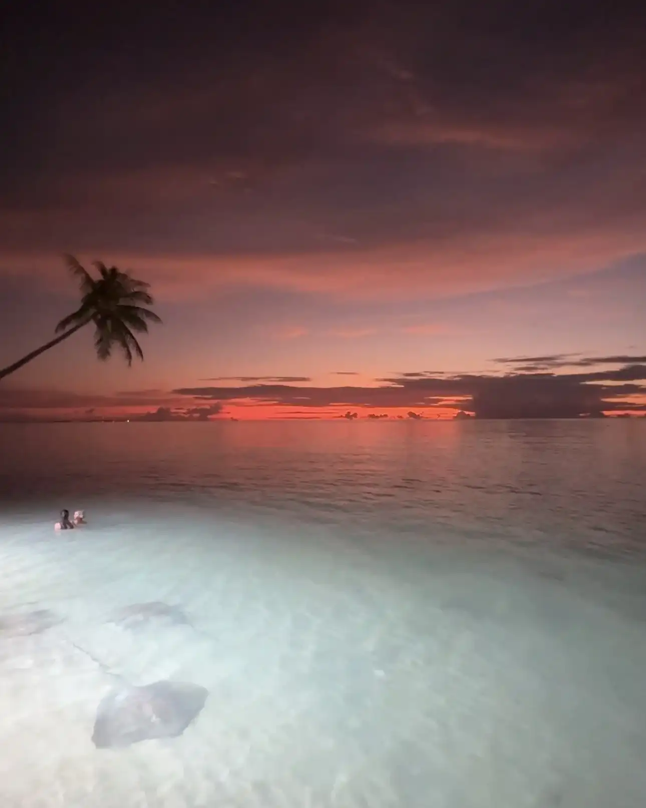 Stingray in lit shallow water at dusk with a palm on the horizon