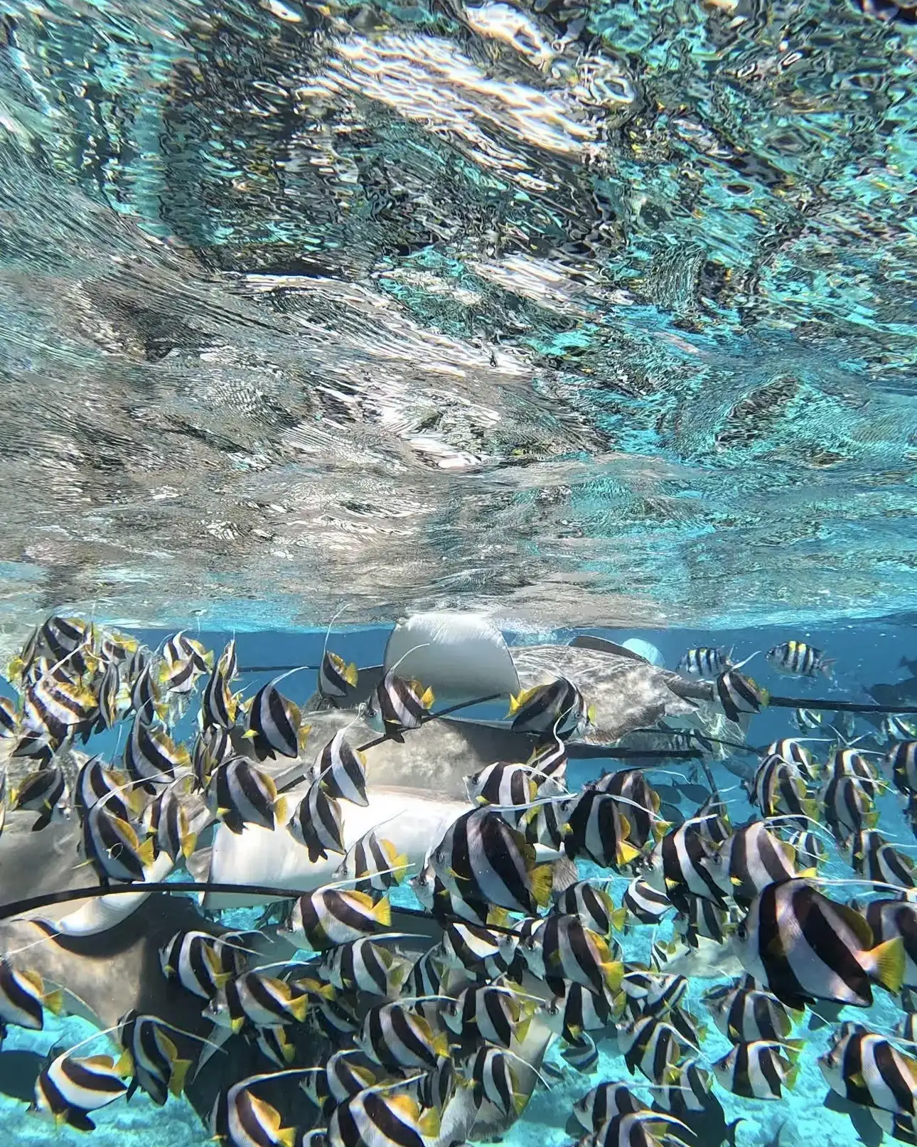 Stingray swimming with a school of moorish idols near the surface