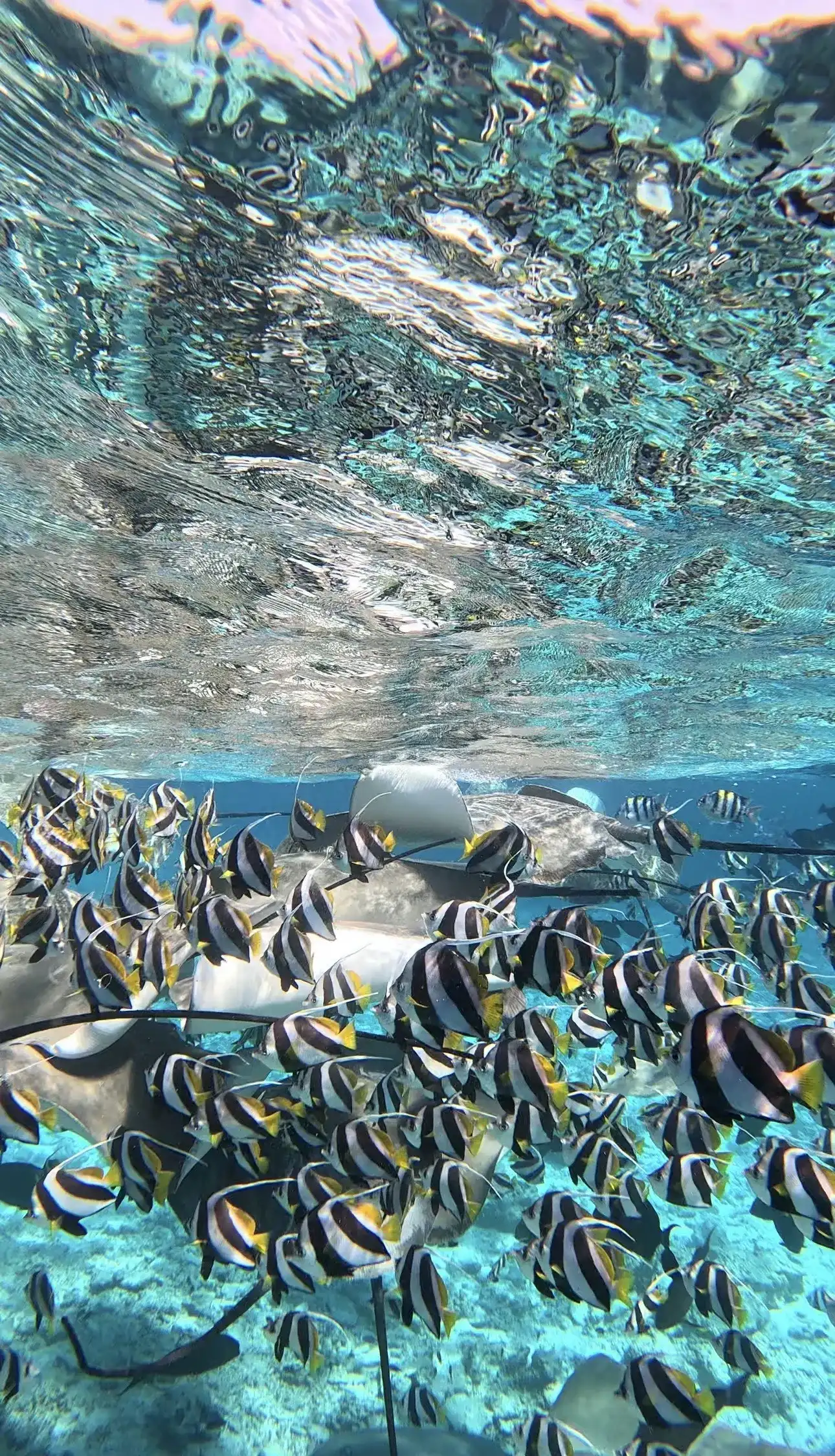 Stingray swimming with a school of moorish idols near the surface