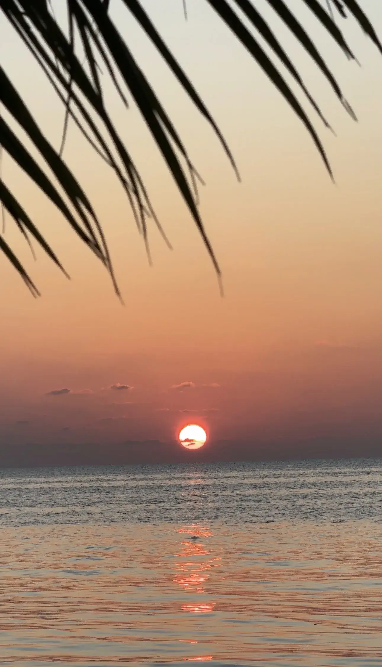 Sunset over a calm sea framed by palm fronds