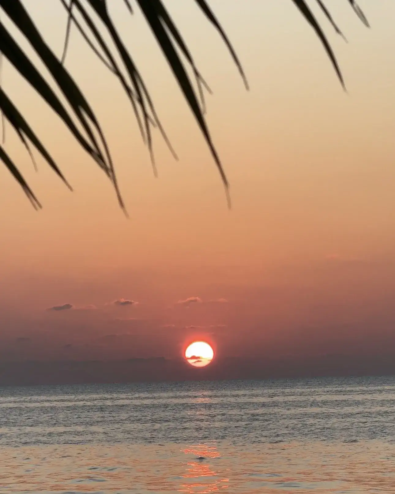 Sunset over a calm sea framed by palm fronds