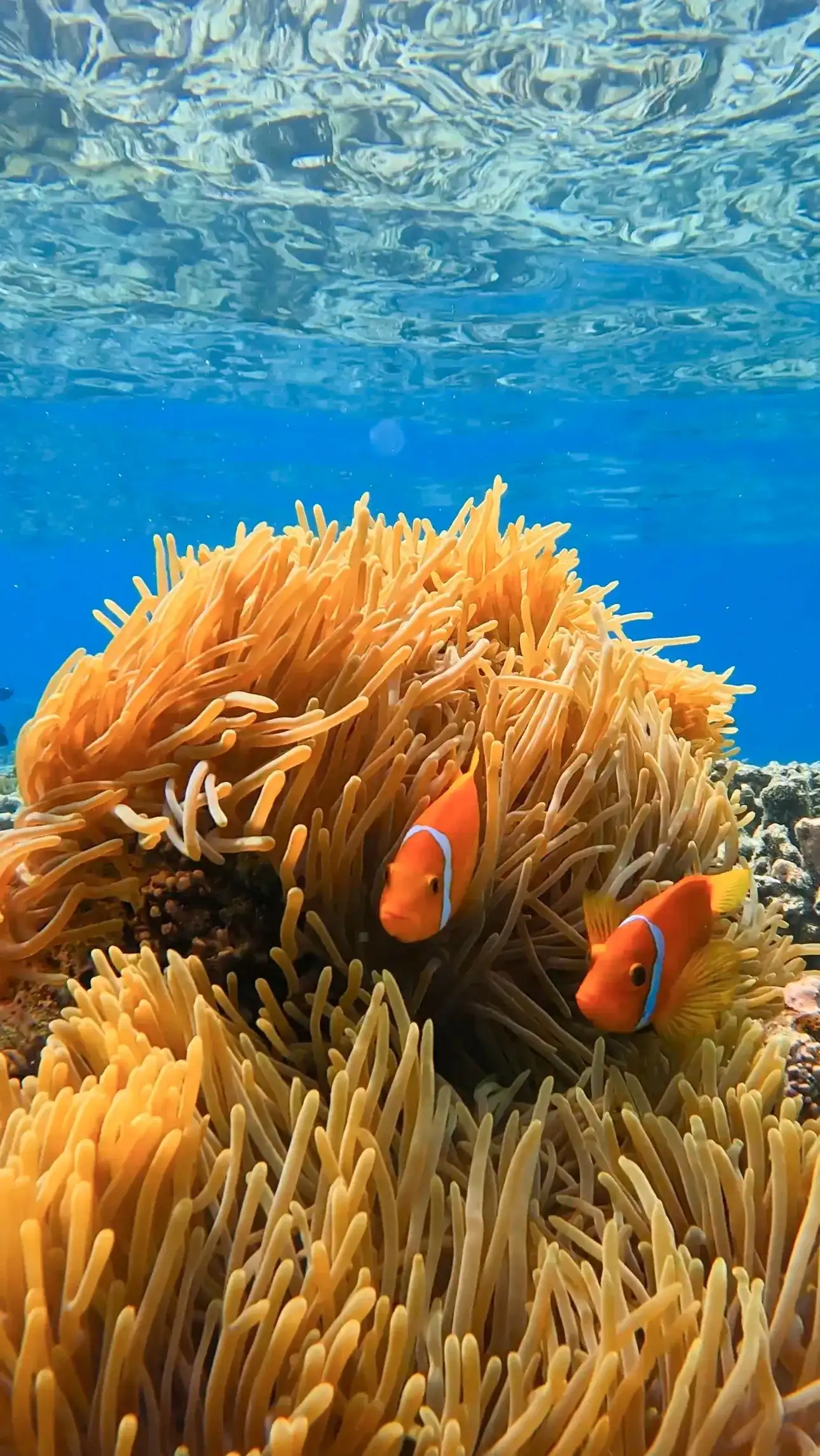 Two clownfish in an orange sea anemone