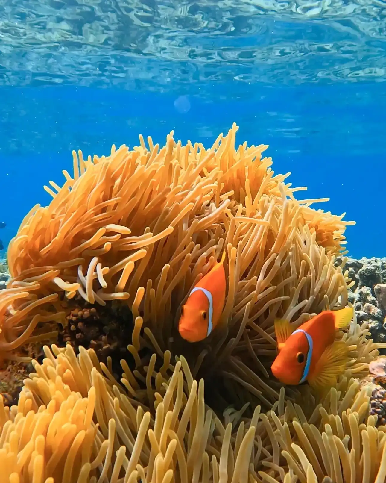 Two clownfish in an orange sea anemone