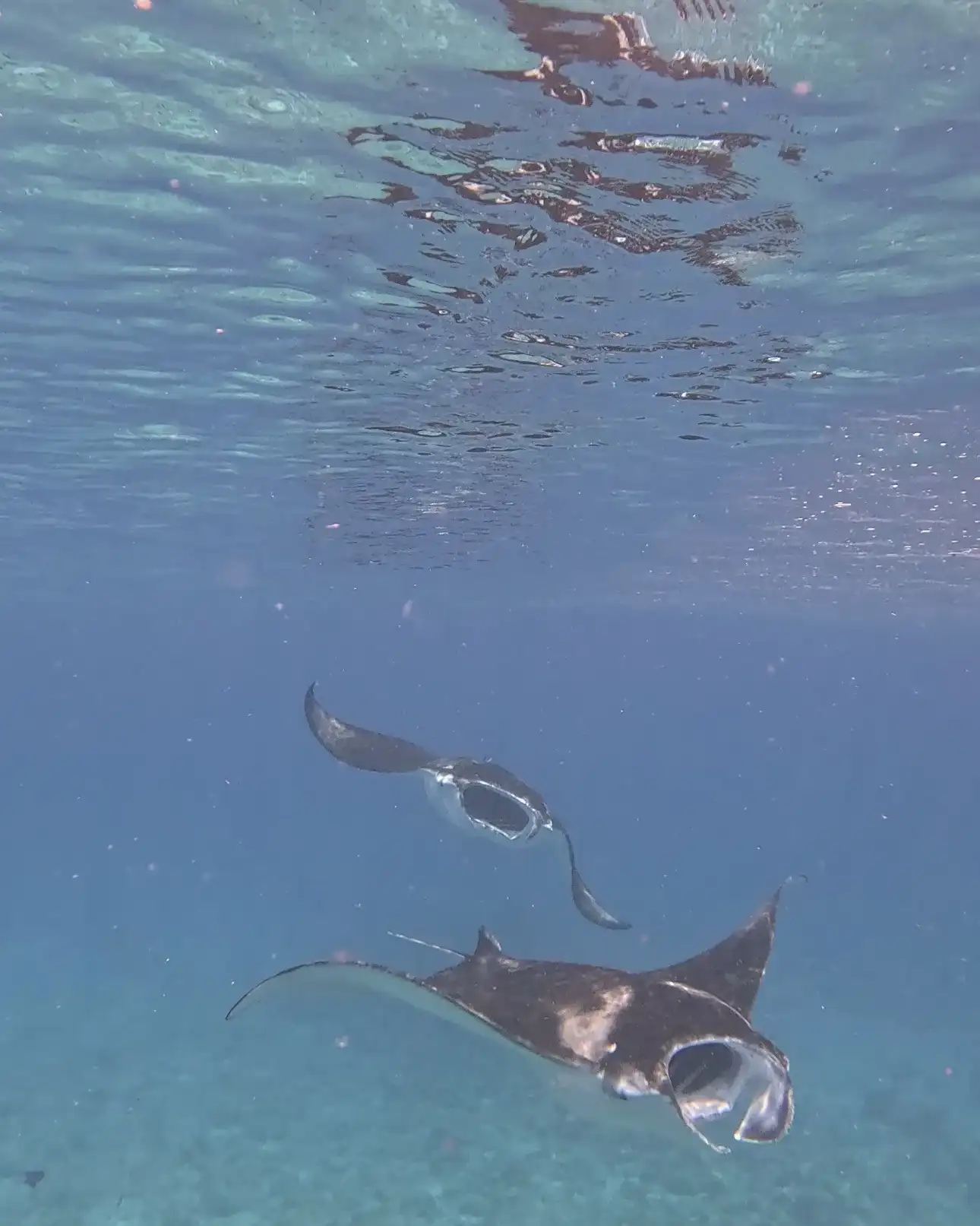 Two manta rays gliding over the sandy sea floor