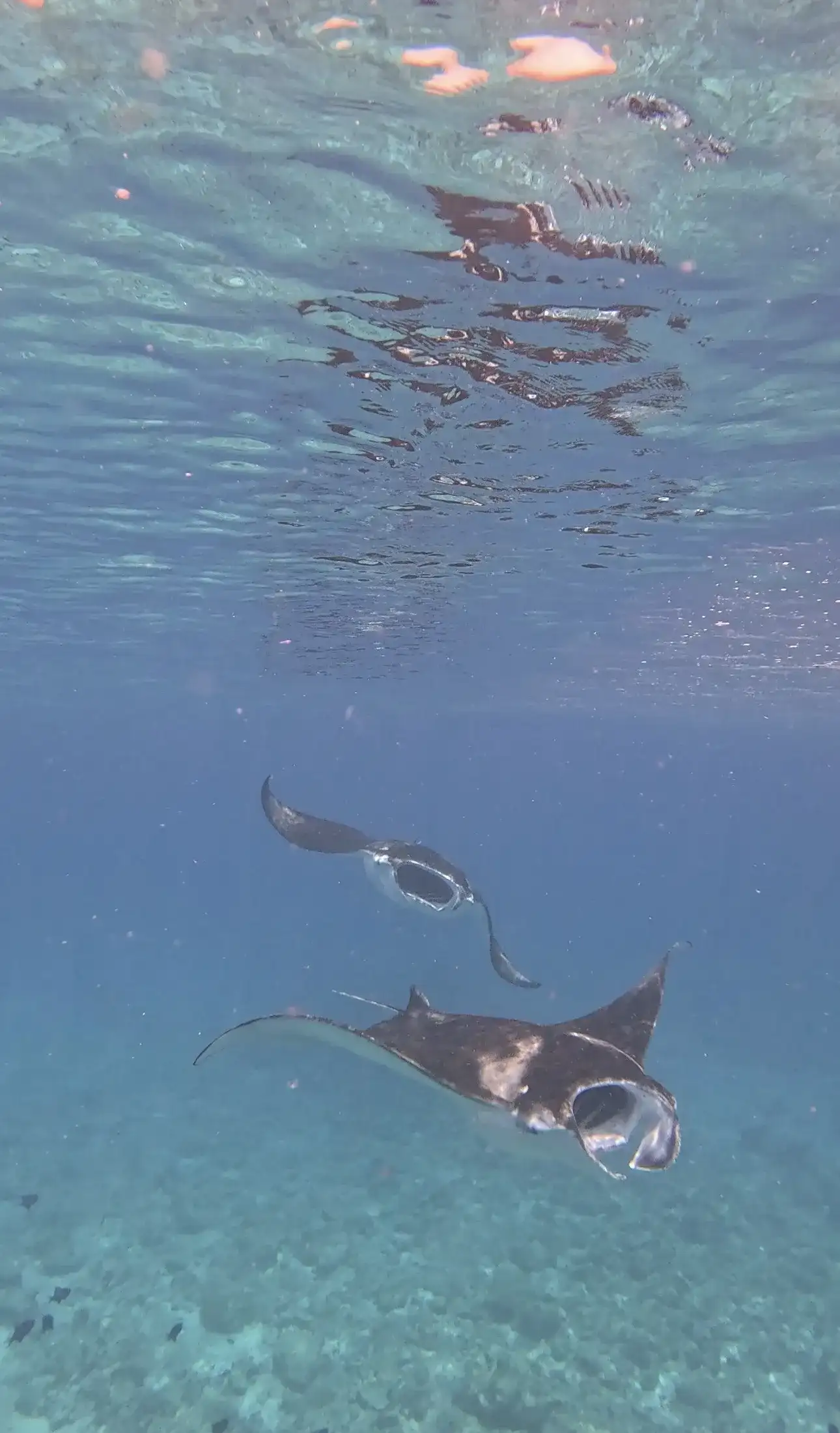 Two manta rays gliding over the sandy sea floor