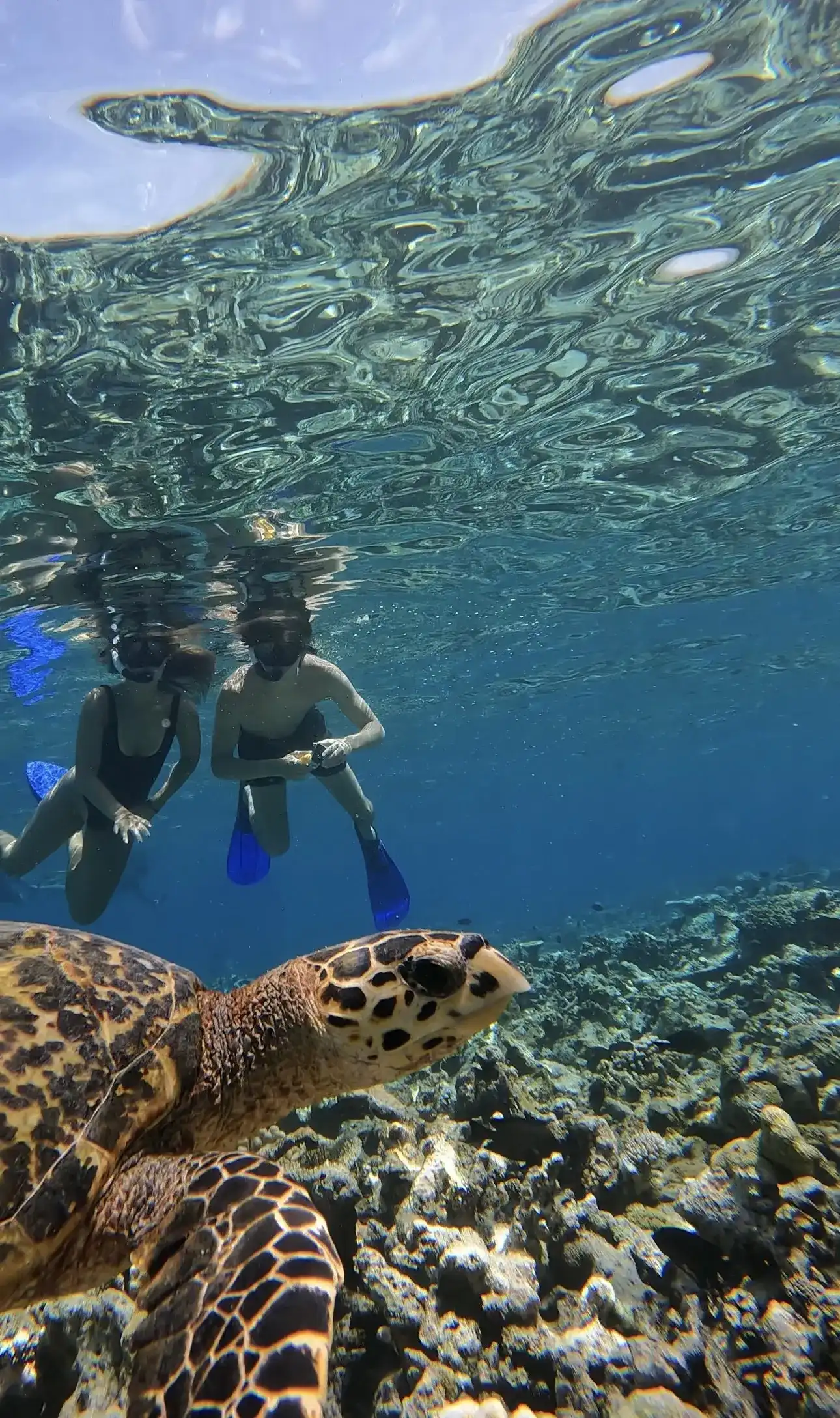 Two snorkellers in fins swimming above a sea turtle