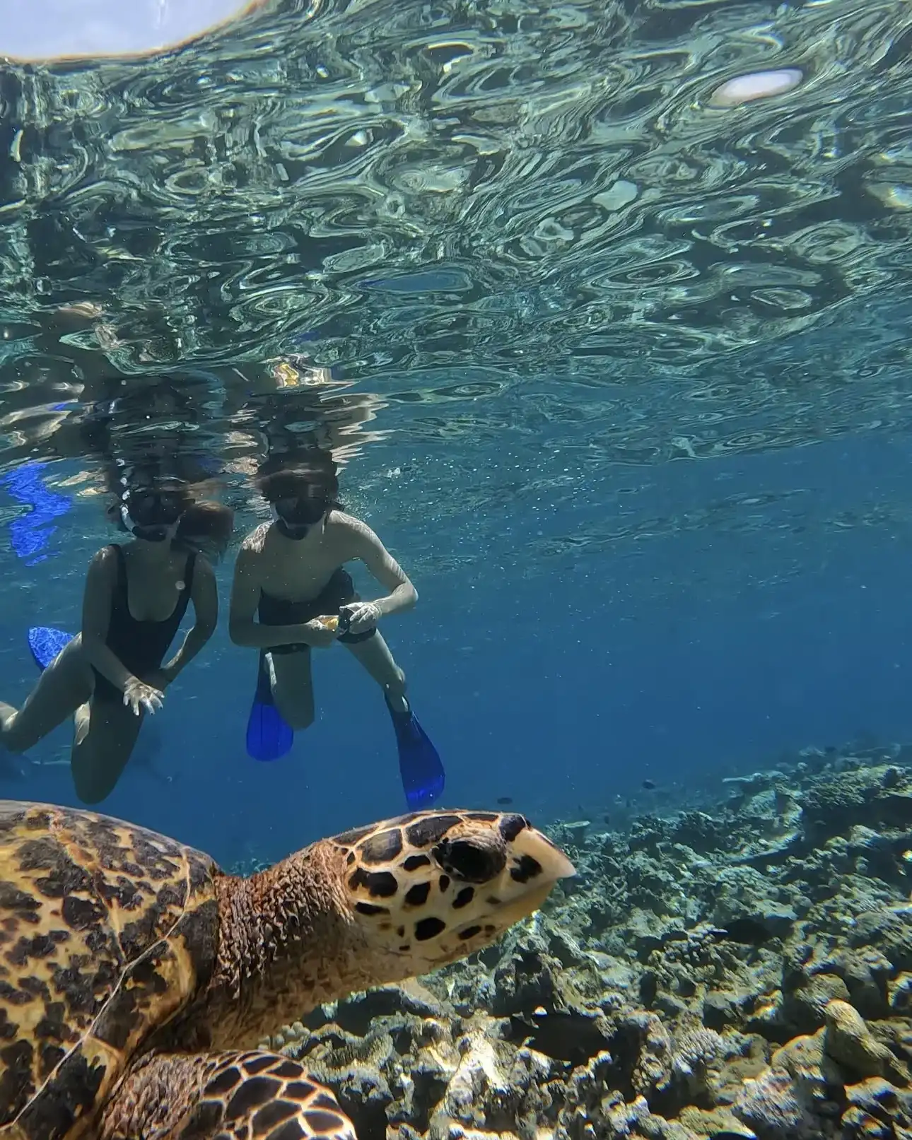 Two snorkellers in fins swimming above a sea turtle
